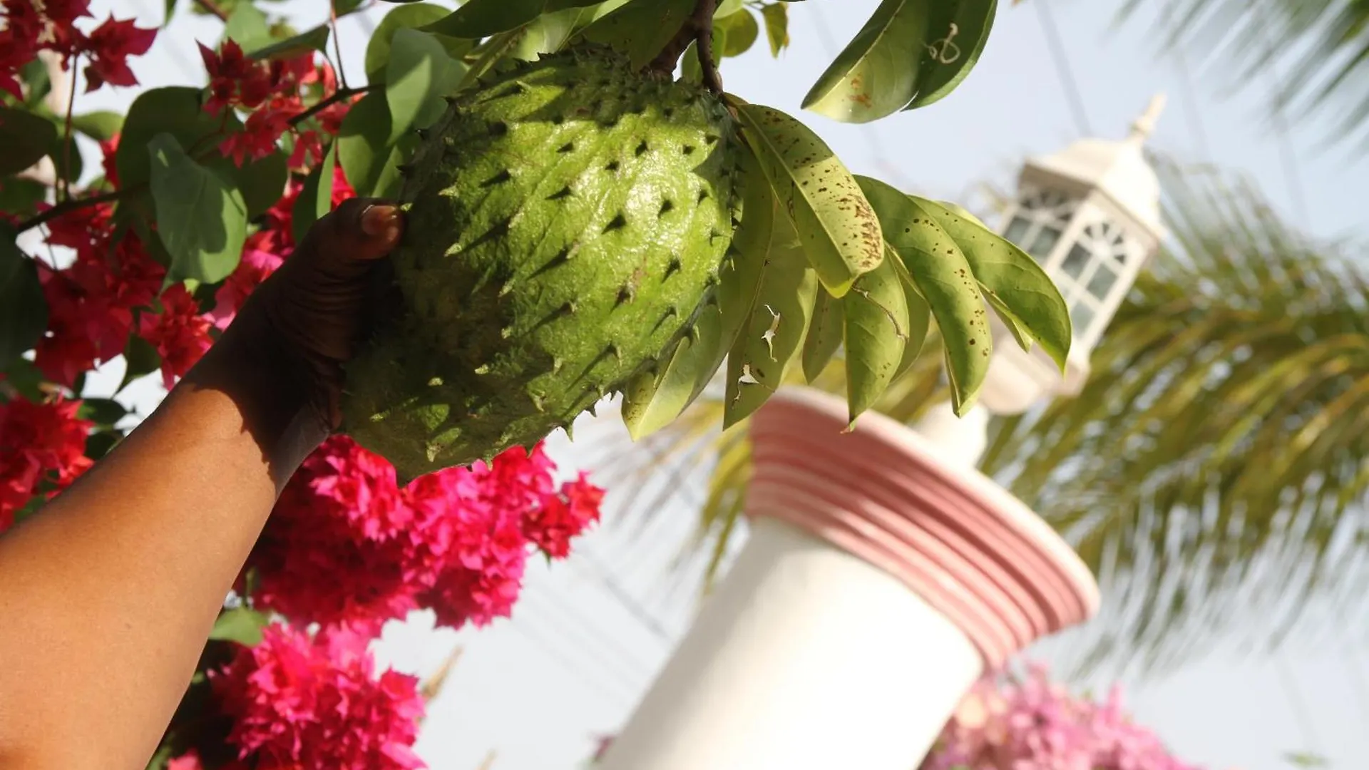 Sweetsop Jamaica Villa And Tours モンテゴ・ベイ ジャマイカ
