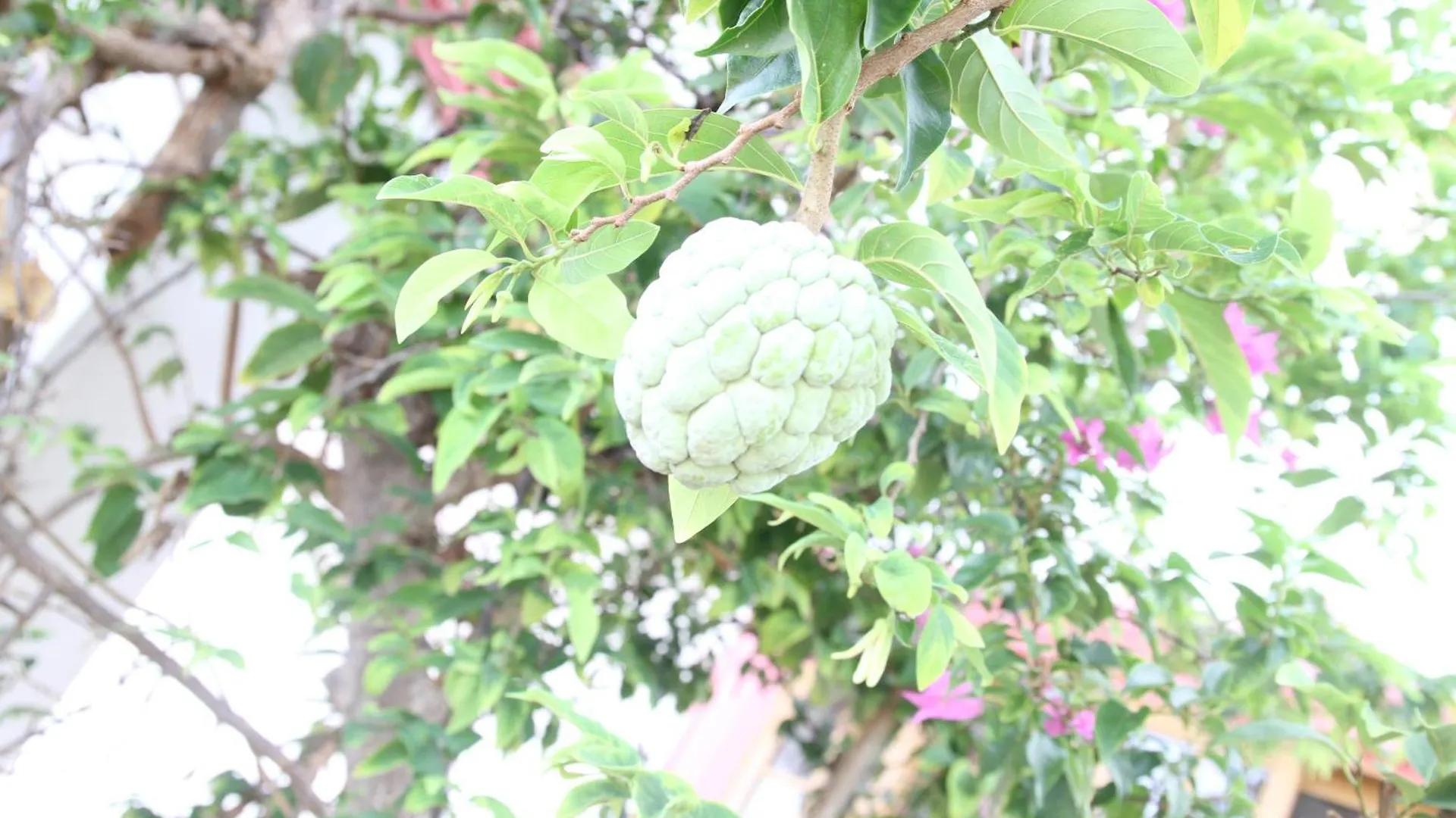 Sweetsop Jamaica Villa And Tours Montego Bay 0*,  Jamaica